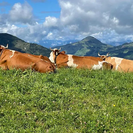 Reitstall Henntalhof Appartamento Kitzbühel